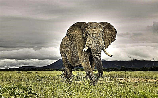Os maiores animais - lista, tamanhos, descrição, fotos e vídeo
