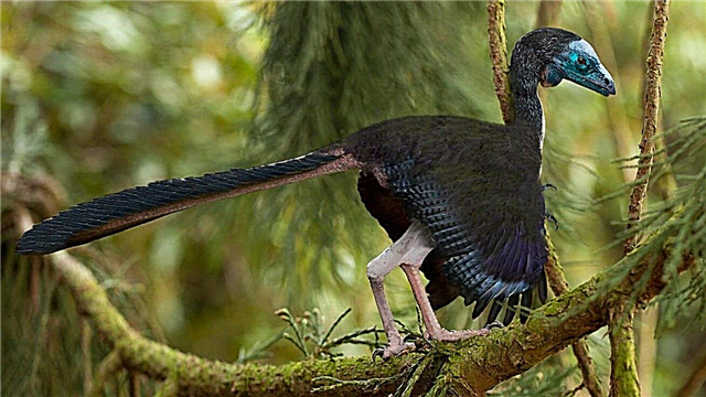 Vorfahren der Vögel: Beschreibung, Fotos und Video
