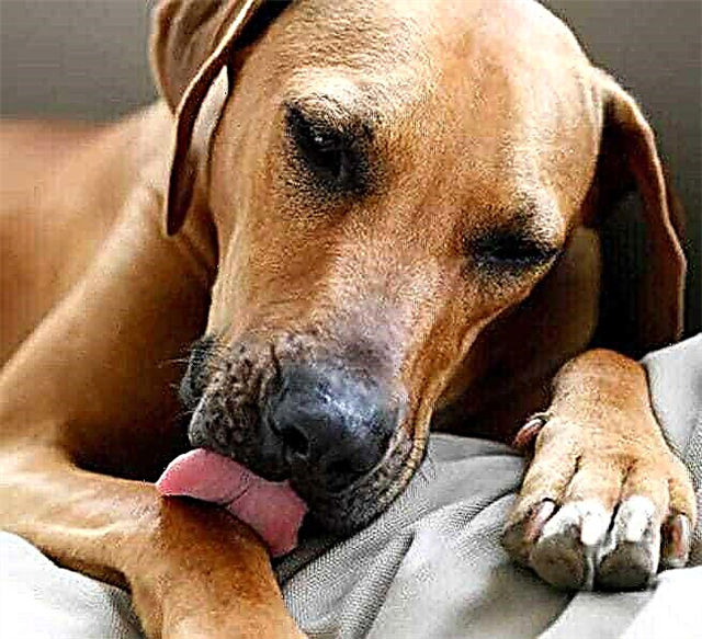 Why do dogs lick and bite themselves? Reasons, photos and videos