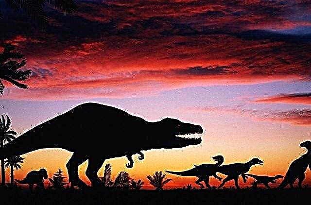 ¿Por qué se extinguieron los dinosaurios? Descripción, foto y video