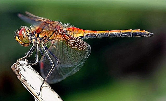 Interesting facts about dragonflies, photos and videos