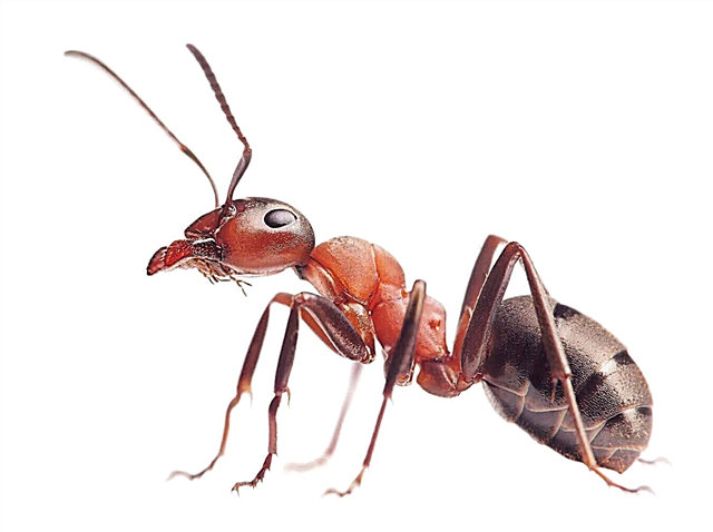 Apa yang dimakan semut? Penerangan, foto dan video