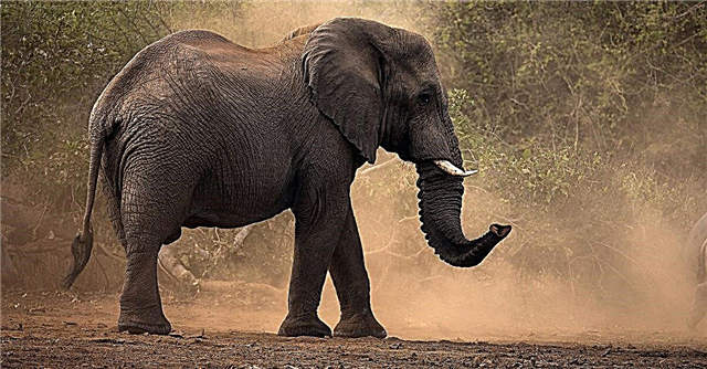 Apakah gajah benar-benar tidak melupakan apa pun?