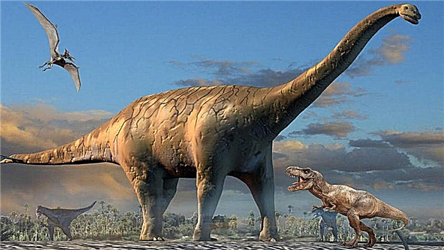 Najveći dinosauri - popis, veličine, težina, ilustracije i video