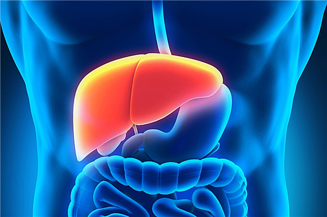 Why is a liver needed?
