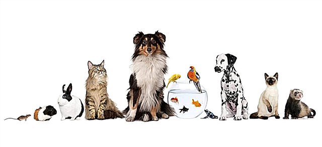 Las mascotas más caras del mundo: lista, precio, descripción, fotos y video