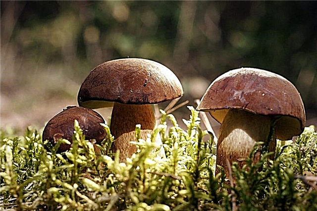 Por que os cogumelos não são plantas?