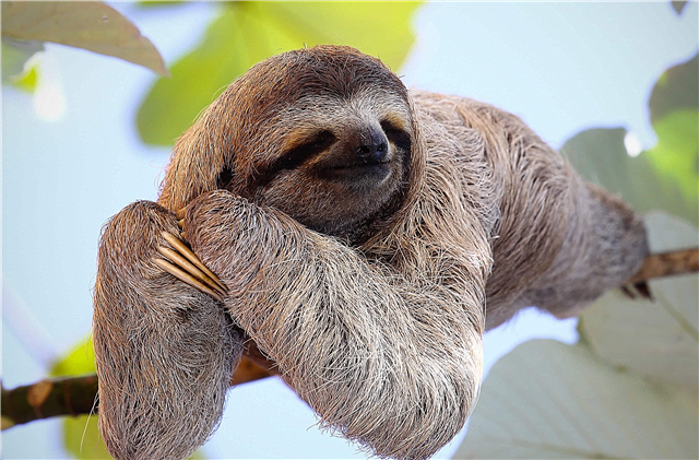 Why are sloths so slow? Reasons, photos and videos