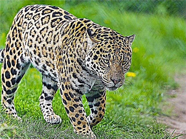Jaguar - descrição, alcance, nutrição, criação, caça, fotos e vídeo