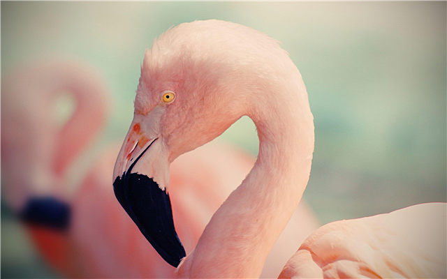 Warum ist Flamingo pink? Beschreibung, Foto und Video
