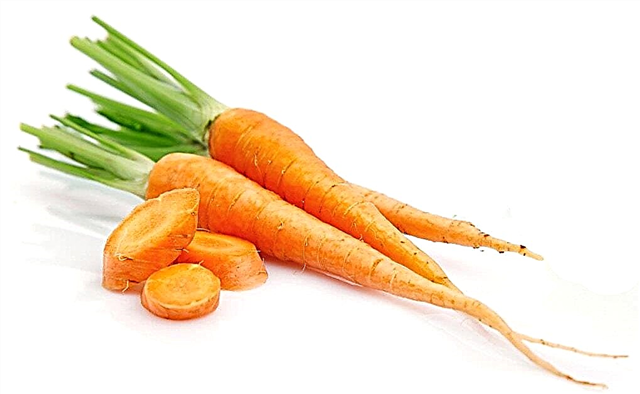 Why is carrots healthy?