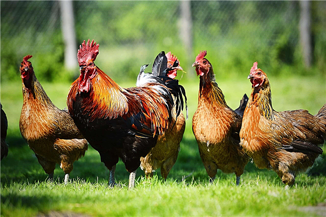 ¿Han sobrevivido los ancestros salvajes de los pollos domésticos?