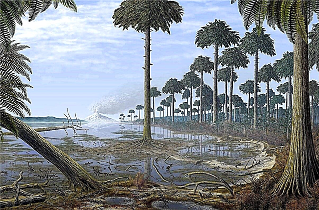 Paleontologists discovered the fossilized remains of forests