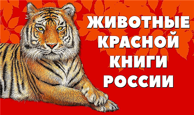 Krievijas Sarkanās grāmatas dzīvnieki - vārdi, apraksti, raksturojums, retas sugas, foto un video