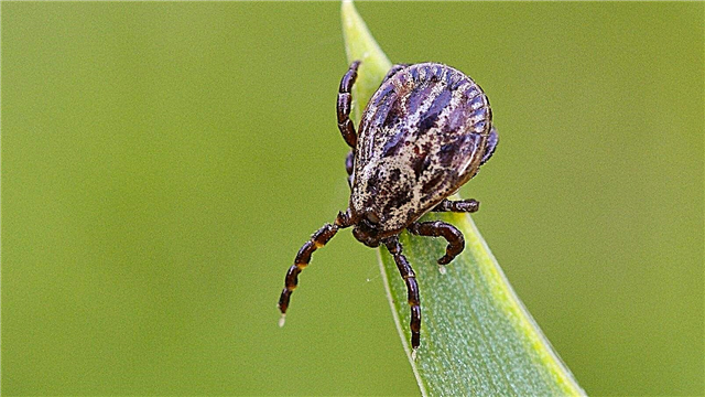 Why does a tick bite and why does it cause itching? Description of what to do, photos and videos