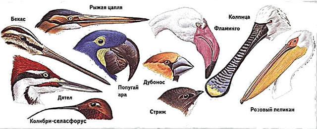 Kuşlar: kanatlar, tüyler ve yuvalar - fotoğraflar ve video