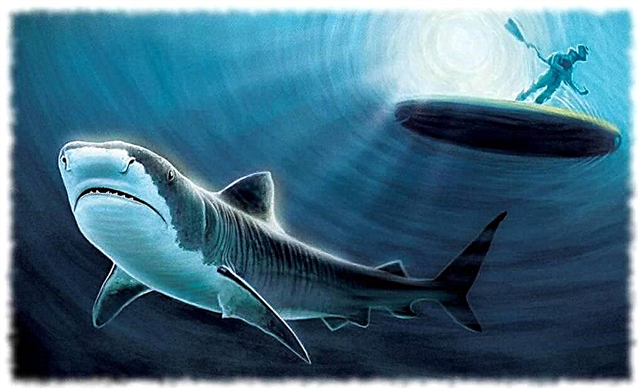 Mitos sobre tubarões - lista, descrição, fotos e vídeo