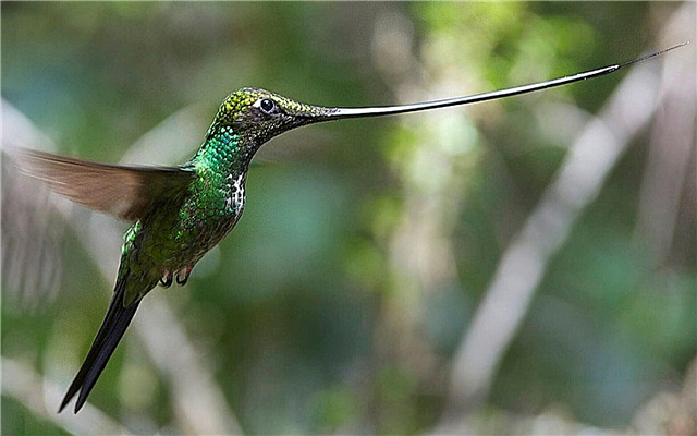 Hummingbird - beschrijving, assortiment, voeding, fokken, foto's en video