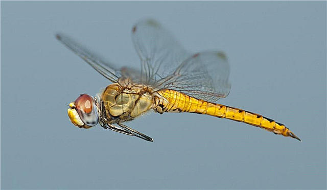 Dragonfly - description, range, food, species, enemies, reproduction, photos and video