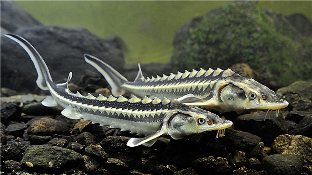 سمك الحفش: الوصف والأنواع والمدى والتغذية والتربية والأعداء والصور والفيديو