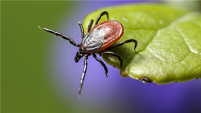 Los insectos más peligrosos del país: lista, nombres, dónde se encuentran, fotos y videos