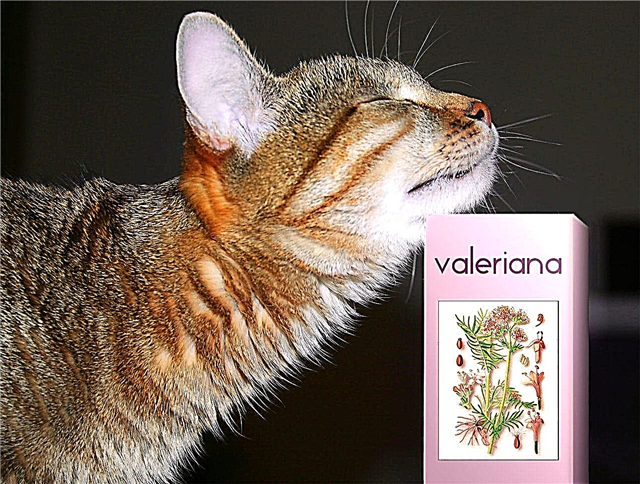 Защо котките обичат валериана? Описание, снимка и видео