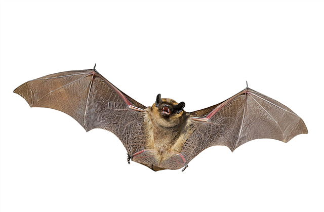 How do bats see in the dark? Description, photo and video