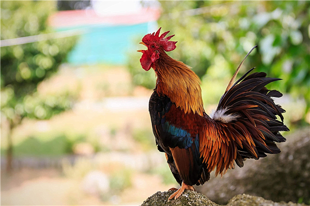 Why and why do roosters crow? Reasons, photos and videos