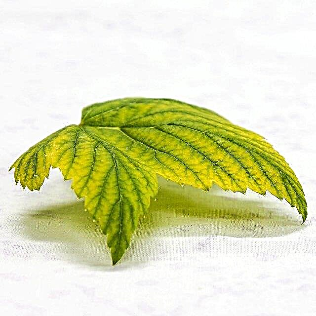 Why do raspberry leaves turn yellow? Reasons to do, photo and video