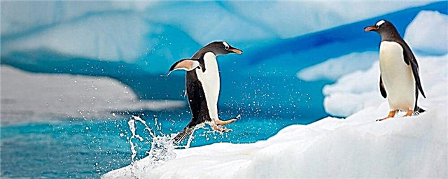 Welche Art von Wasser trinken Pinguine: frisch oder gesalzen? Beschreibung, Foto und Video