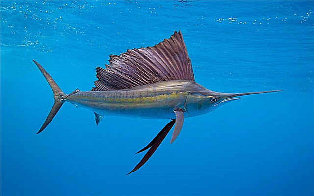 The fastest fish in the world - list, speed, names, where they are found, photos and videos