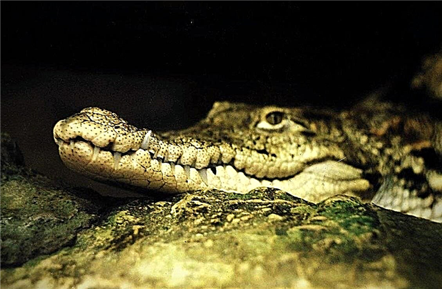 Restarna av tänderna från krokodiler - vegetarianer upptäcktes