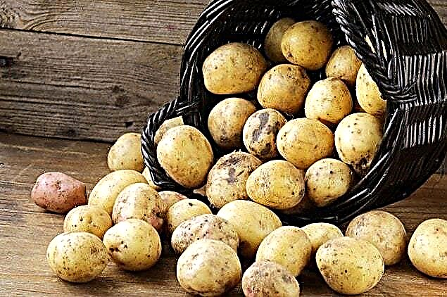 Kāpēc kartupelis drupināšanas laikā saberžas? Iemesli, kas jādara, foto un video
