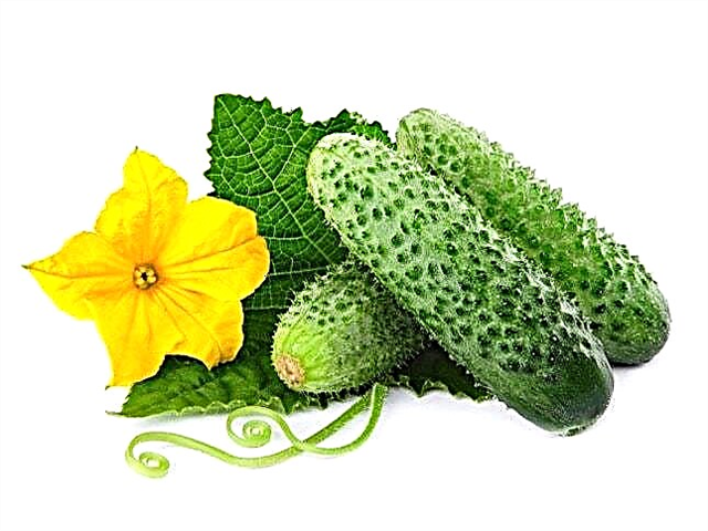 Why do cucumbers turn yellow? Reasons to do, photo and video