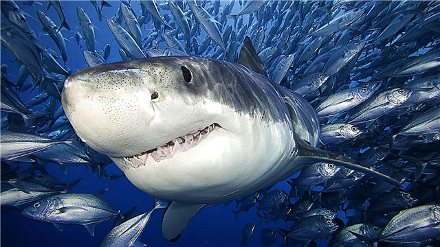 Tiburones: descripción, especies, qué comen, características, cuánto viven, dónde viven, fotos y videos