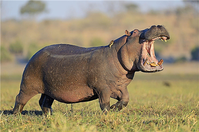 Hippopotamus or hippo - description of where they live, what they eat, behavior, breeding, photos and videos