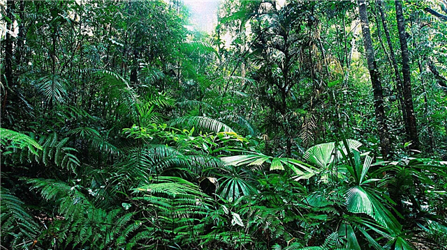 Yağmur ormanları: flora ve fauna - açıklamalar, fotoğraflar ve video