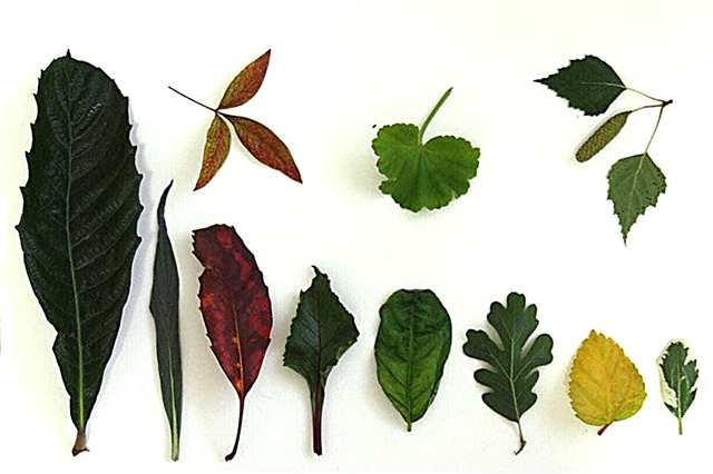 Φύλλα φυτών - σύντομη φωτογραφία και βίντεο