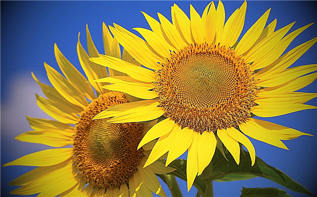 Wie und warum wenden sich Sonnenblumen der Sonne zu?