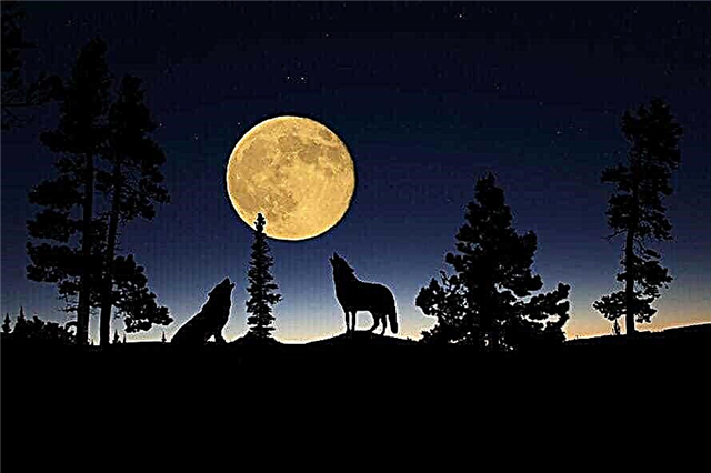 Warum heulen Wölfe den Mond an? Gründe, Beschreibung, Foto und Video