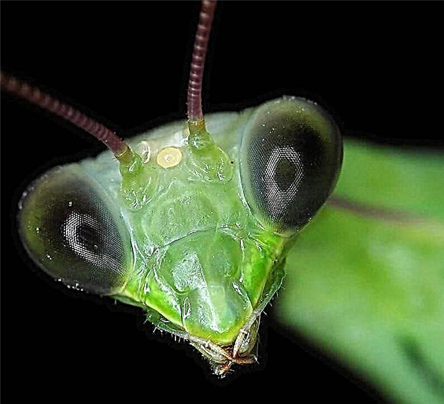 Comment les insectes le voient-ils? Description, photo et vidéo