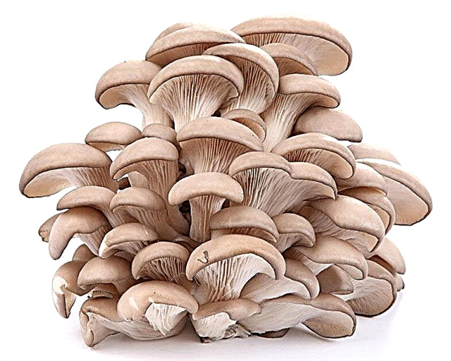 Os cogumelos condicionais comestíveis mais populares: lista, nomes, fotos e vídeo