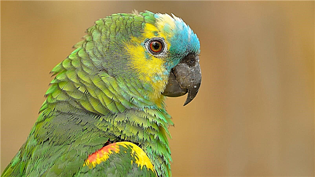 Why does a parrot bite? Reasons to do, photo and video