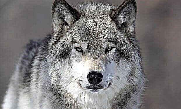 Fatos interessantes sobre lobos