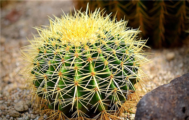 Was sind Dornen für einen Kaktus?