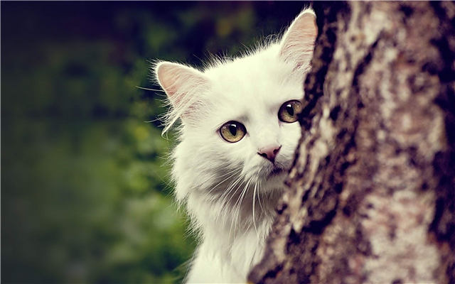 Warum klettern Katzen auf Bäume und Hunde nicht? Beschreibung, Foto