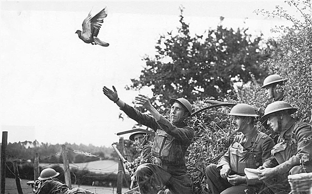 Zakaj golobi nosilci letijo na pravo mesto? Opis, fotografija in video