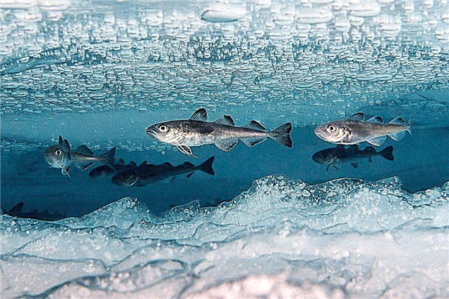 Why don't the fish freeze? Description, photo and video