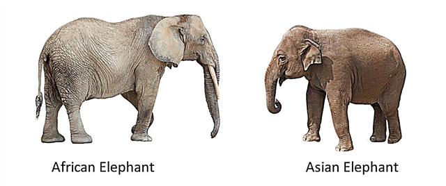 What is the difference between the Indian and African elephant? Description, photo and video