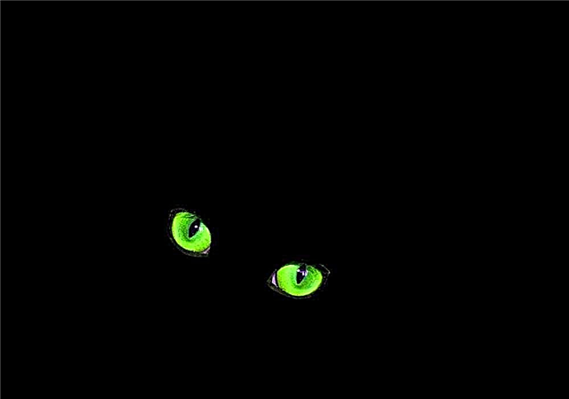 Warum leuchten Katzen? Gründe, Fotos und Videos